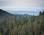 组图：巨树林立 美国红杉国家公园