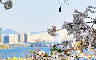組圖：韓國首爾櫻花盛開