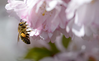 僵尸蜜蜂现美西  或威胁蜂群存亡
