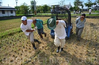 手工割稻。(俩佰甲提供) 手工割稻。(俩佰甲提供)