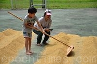 日晒稻谷。(俩佰甲提供) 日晒稻谷。(俩佰甲提供)