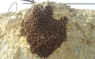 土堆上聚集数千只蜜蜂 工人胆战心惊