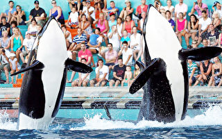 聖地亞哥縣支持海洋公園繼續虎鯨表演