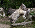 组图：阿根廷动物园3只小白虎超萌亮相