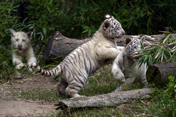 阿根廷布宜諾斯艾利斯動物園的三隻孟加拉小白虎,對一切都充滿好奇。(JUAN MABROMATA/AFP) 阿根廷布宜諾斯艾利斯動物園的三隻孟加拉小白虎,對一切都充滿好奇。(JUAN MABROMATA/AFP)