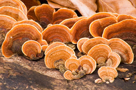 Grifola frondosa - Hen of the Woods Grifola frondosa - Hen of the Woods