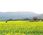 组图：韩国汉江公园油菜花海