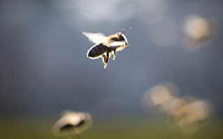 蜜蜂自发弃巢 科学家：杀虫剂是真凶