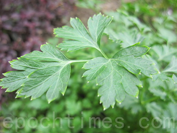 意大利香菜Italian parsley(摄影：ALEX/大纪元)