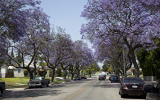 洛杉矶初夏 紫色蓝花楹盛开