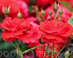 組圖：韓國首爾大公園玫瑰花慶典