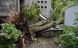 坦克进德杜塞尔多夫 飓风树灾触目惊心
