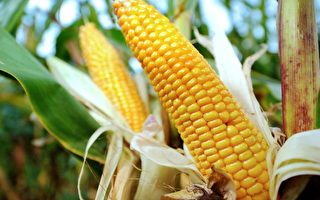 法科学家：转基因玉米致肝肾疾病和癌