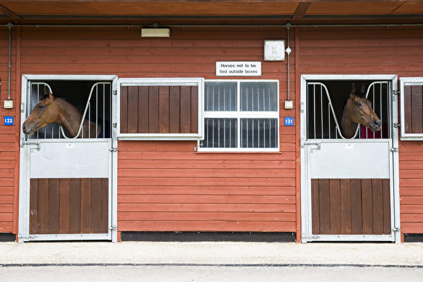 賽馬抵達賽場馬厩(Tristan Fewings/Getty Images for Ascot Racecourse) 賽馬抵達賽場馬厩(Tristan Fewings/Getty Images for Ascot Racecourse)