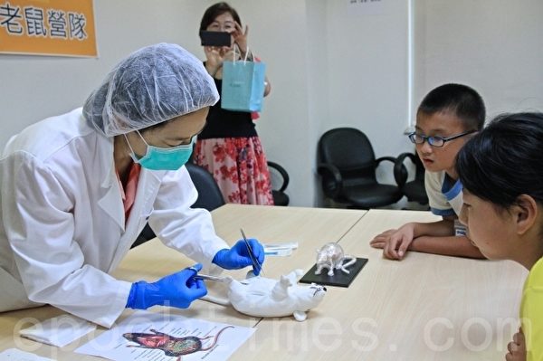 指导老师指导学员以老鼠玩具手做解剖老鼠内脏结构。(许享富 /大纪元) 指导老师指导学员以老鼠玩具手做解剖老鼠内脏结构。(许享富 /大纪元)