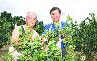 日本長壽村之祕 台灣山林瑰寶—香檬養生傳奇