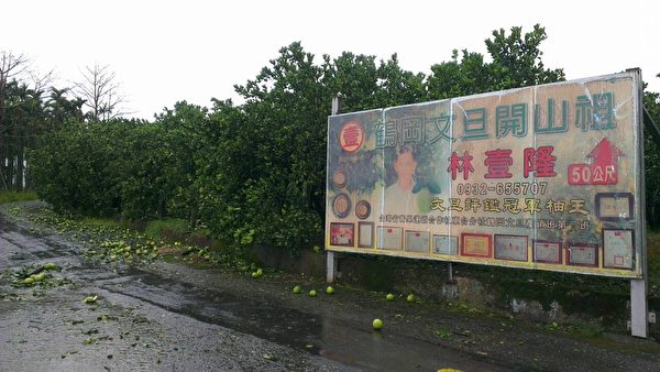 鹤冈文旦落果7成,图为林壹隆果园。(林心杰提供) 鹤冈文旦落果7成,图为林壹隆果园。(林心杰提供)
