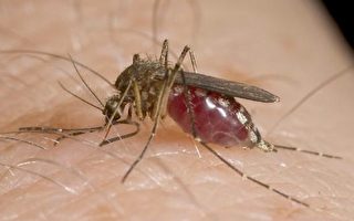 馬州籲小心防範西尼羅河病毒