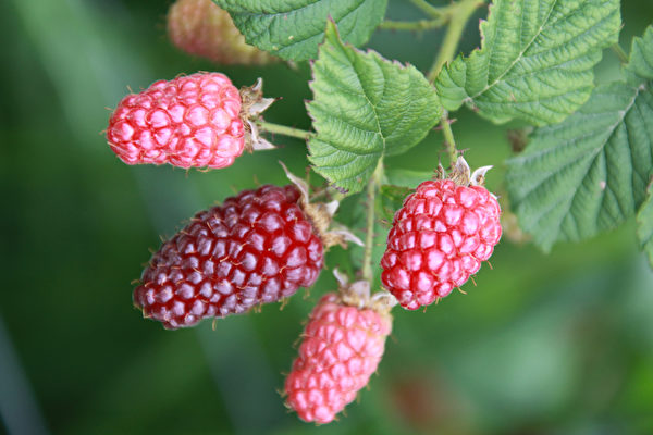 图: 泰莓(Tayberries)没有成熟时,看起来像红莓,成熟后看起来像黑莓。含有大量维 C。 (大纪元图片) 图: 泰莓(Tayberries)没有成熟时,看起来像红莓,成熟后看起来像黑莓。含有大量维 C。 (大纪元图片)