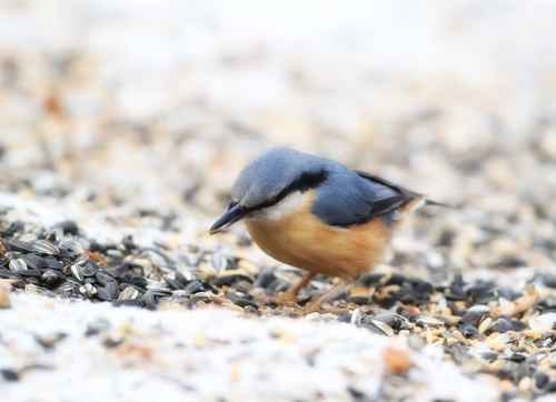 金丝雀鹝草籽(Canary Seeds)。(图:Fotolia) 金丝雀鹝草籽(Canary Seeds)。(图:Fotolia)