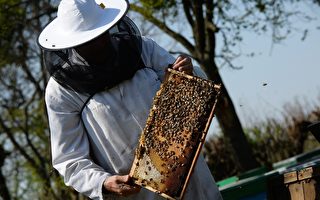 天太旱 加州养蜂业受重创 蜂蜜价格飙升