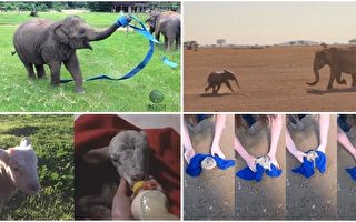 【视频集锦】获救小动物们的欢乐瞬间