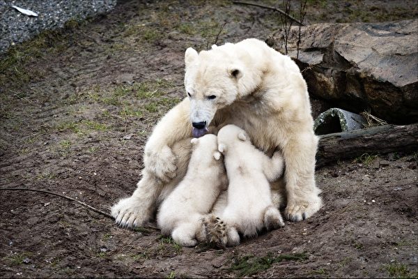 荷兰 Ouwehands Dierenpark 动物园，北极熊妈妈哈吉斯（Huggies）在给两只小北极熊喂奶。（ERIK VAN 'T WOUD/AFP/Getty Images）