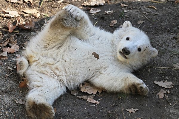 捷克布尔诺动物园的一只四个月大的北极熊宝宝，它有只双胞胎兄弟。(RADEK MICA/AFP)
