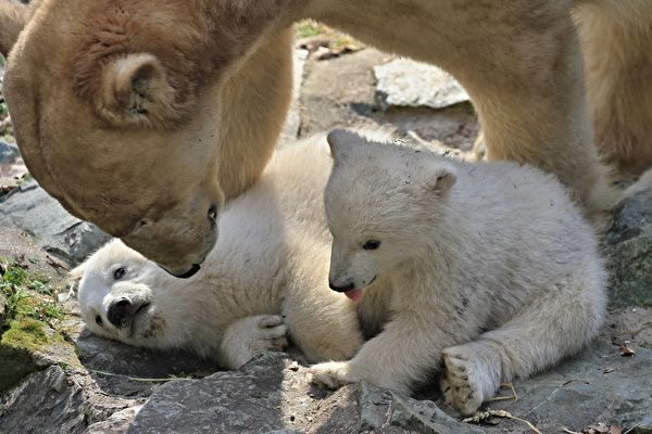 捷克布尔诺动物园，四个月大的一对双胞胎北极熊宝宝和北极熊妈妈科拉。(RADEK MICA/AFP)