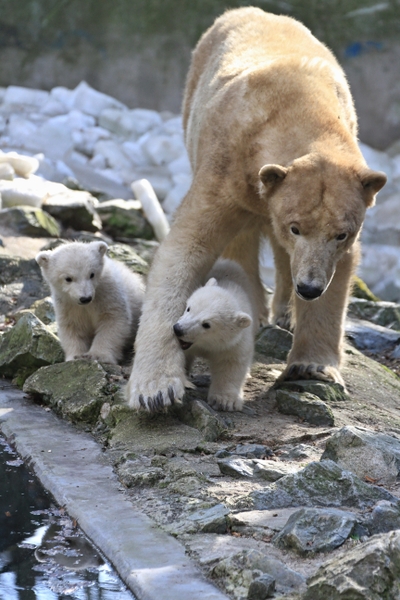 捷克布尔诺动物园，北极熊科拉和它四个月大的一对双胞胎熊宝宝。(RADEK MICA/AFP)
