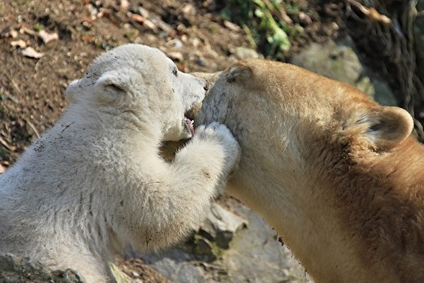 捷克布尔诺动物园，北极熊科拉和它四个月大的熊宝宝。(RADEK MICA/AFP)
