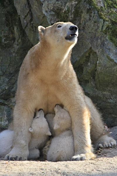 捷克布尔诺动物园，北极熊科拉和它四个月大的一对双胞胎熊宝宝。(RADEK MICA/AFP)