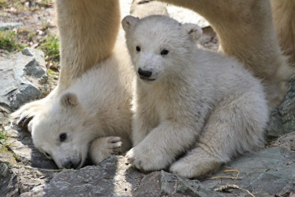 捷克布尔诺动物园，北极熊科拉的一对双胞胎出生后四个月的照片。(RADEK MICA/AFP)