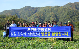 秋收季節 訪韓國脊椎診療醫院中藥農場