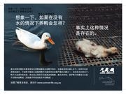 动物组织宣传鸭福祉 中餐馆业主各持己见