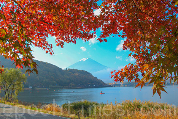 红叶与富士山。位于富士山山脚的著名富士五湖之一的河口湖正值红叶灿烂的季节。摄于2014年11月8日。(野上/大纪元) 红叶与富士山。位于富士山山脚的著名富士五湖之一的河口湖正值红叶灿烂的季节。摄于2014年11月8日。(野上/大纪元)