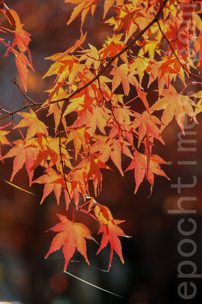 日本著名景点升仙峡的红叶,摄于2014年11月8日。(野上/大纪元) 日本著名景点升仙峡的红叶,摄于2014年11月8日。(野上/大纪元)