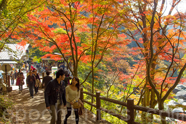 日本著名景点升仙峡的红叶,摄于2014年11月8日。(卢勇/大纪元) 日本著名景点升仙峡的红叶,摄于2014年11月8日。(卢勇/大纪元)