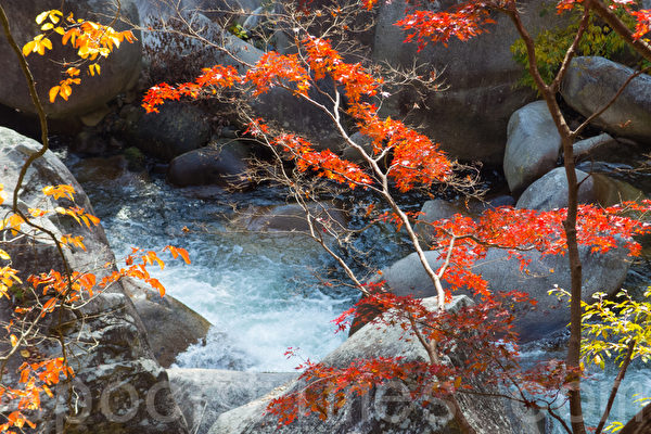 日本著名景点升仙峡的红叶,摄于2014年11月8日。(卢勇/大纪元) 日本著名景点升仙峡的红叶,摄于2014年11月8日。(卢勇/大纪元)