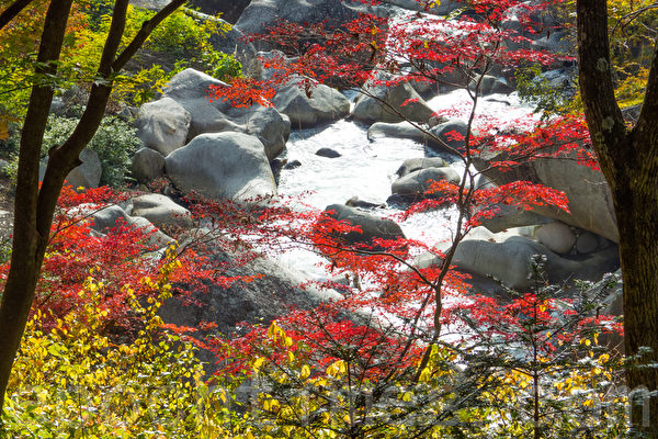 日本著名景点升仙峡的红叶,摄于2014年11月8日。(卢勇/大纪元) 日本著名景点升仙峡的红叶,摄于2014年11月8日。(卢勇/大纪元)