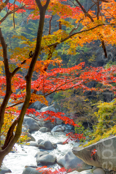 日本著名景点升仙峡的红叶,摄于2014年11月8日。(卢勇/大纪元) 日本著名景点升仙峡的红叶,摄于2014年11月8日。(卢勇/大纪元)