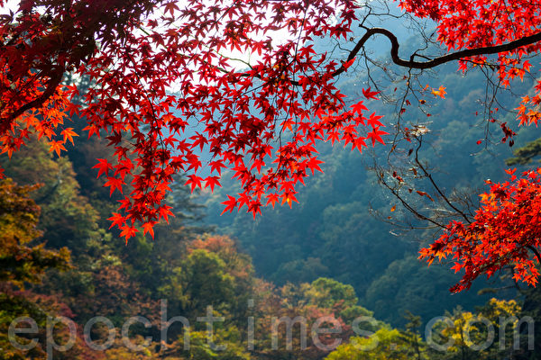 日本著名景点升仙峡的红叶,摄于2014年11月8日。(卢勇/大纪元) 日本著名景点升仙峡的红叶,摄于2014年11月8日。(卢勇/大纪元)
