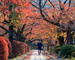 组图：日本京都深秋枫红美景