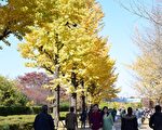 东京散步 光之丘银杏即景