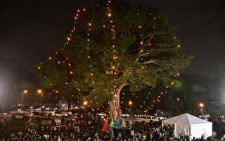 130岁圣诞树点灯 旧金山金门公园成乐园