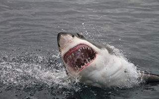钓鱼钓上大白鲨 新西兰一家人大吃一惊