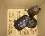 雜交龜偽裝海龜新品種