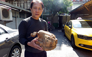 台湾民众挖出巨无霸地瓜王重7.2公斤