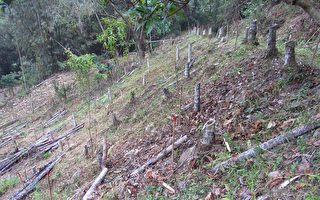 種樹減碳 認養造林護臺灣