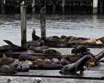 歹年冬 加州海狮饿死数量创新高